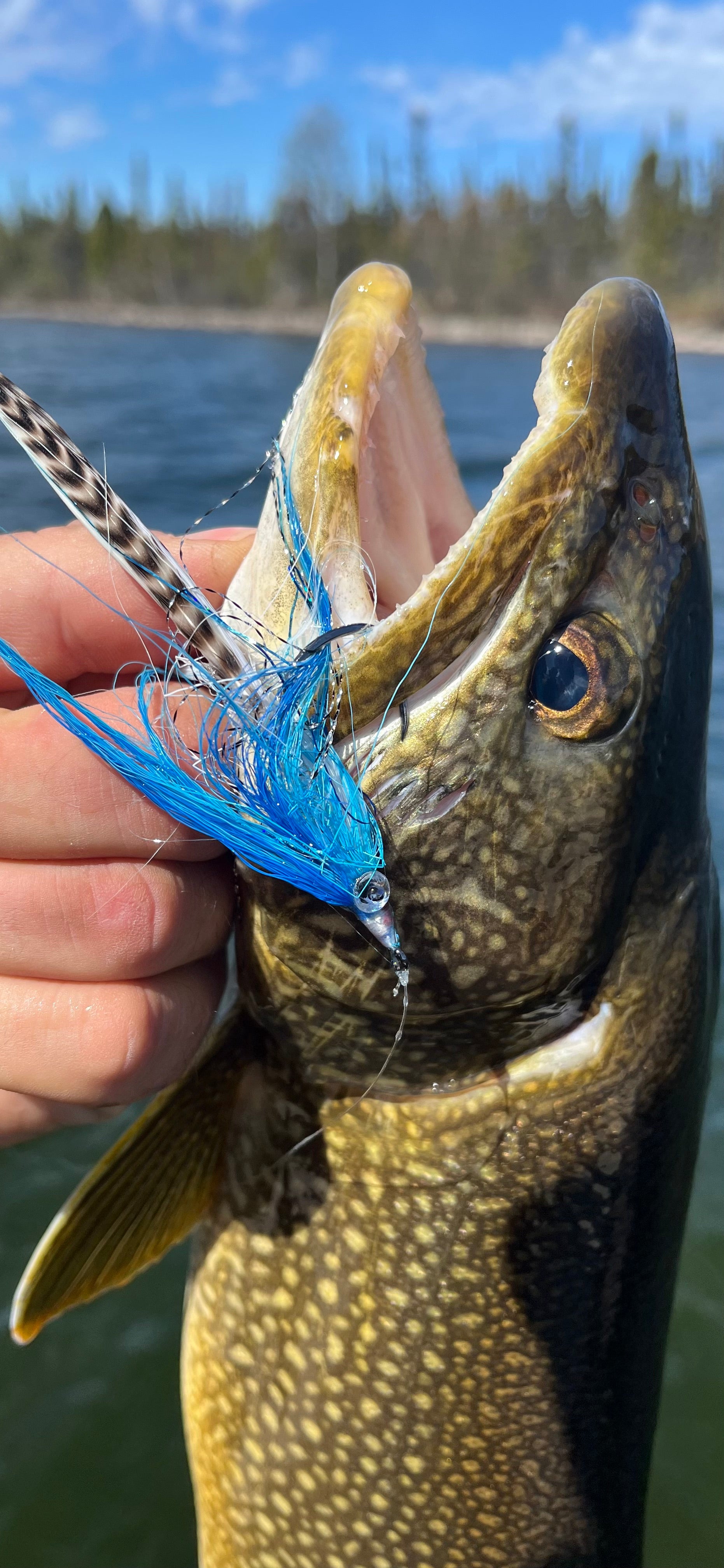 Big Fish Deceiver Fly in mouth of Lake Trout